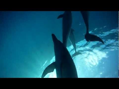 Delfine, Mikurajima,Japan