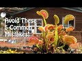 Venus Flytrap 5 Common Mistakes To Avoid For A Vibrant Plant