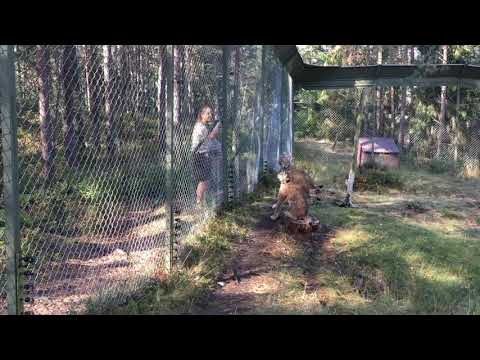 Station with 3 european lynx