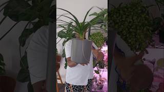 How is This Palm NOT Rotting in Leca?