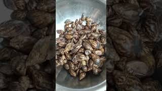 how to clean snail for cooking (remove snail slime)