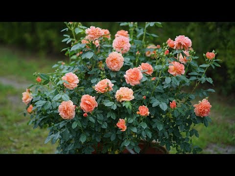 Rose Ideas for Your Landscape!