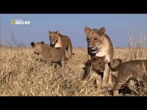 Afrikas cleverste Jäger - Raubkatzen auf Jagd HD [Nat Geo Wild Dokumentation]