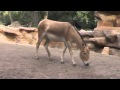 Onager Blattfresser