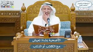 2940 - الأضحية بشاة تعيش مع الكلاب أو الذئاب - عثمان الخميس