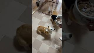 【コーギー】癒しのワンコロ稽古🐶#コーギー #癒し #dog