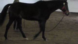 Lunging Honor - Walk Trot - Puttin&#39; On the Ritz - Shiny toy guns