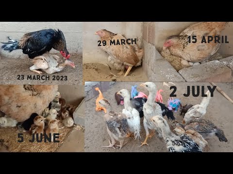 , title : 'Chicken Breeding Process And Tips || Aseel Chicks Transformation From Crossing to 60 Days'