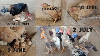 Chicken Breeding Process And Tips || Aseel Chicks Transformation From Crossing to 60 Days