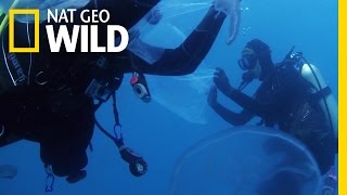 Fishin' Impossible: Moon Jelly Madness