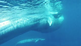 This Is The FIRST Sighting Of The Mysterious Omura's Whale