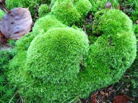 Pflanzen in NW-Deutschland. Moospflanzen. moss plants. 30 Arten . Ein Video von KLAUS TAUX