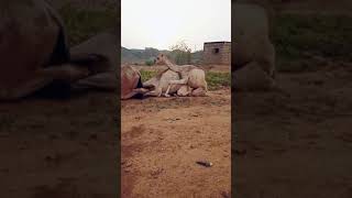 Download lagu Camels Trying to Matting #shorts Video mp3 Download lagu Camels Trying to Matting #shorts Video mp3