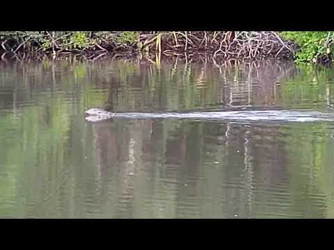 Djuma: Water Monitor Lizard swimming - 17:16 - 01/17/2020