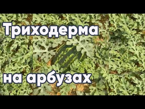 Триходерма Вириде (Trichoderma Viride) 0.5 л, биофунгицид зерновой мицелий гриба, MYCO GUARDIAN - фото 4 - id-p2108993095
