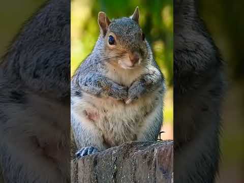 Beautiful Animals/4k Ultra hd/The Most Beautiful Animal In The World/Natural Scarce 4k/Animal videos