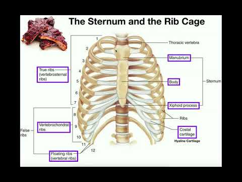 Anatomy | The Sternum, Rib Cage, & Vertebrae