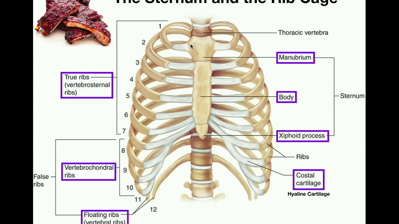 Anatomy | The Sternum, Rib Cage, & Vertebrae