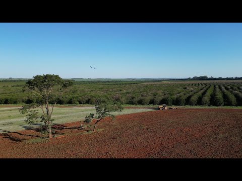 O Voo das Araras-Canindé e o Fim de Tarde em Aporé - GO 🦜🚜