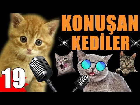 Pisicik TV - Konuşan Kediler 19 - En Komik Kedi Videoları!