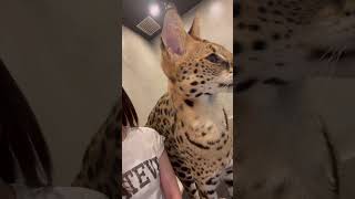 【おはようサーバルシリーズ㉓】