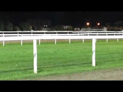 Course a l'hippodrome de Toulouse le 29 octobre