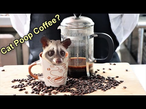 Making Kopi Luwak (cat poop coffee) - Koji coffee hack