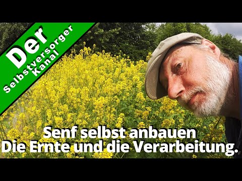 Growing your own mustard. Harvesting and processing. (Part 2)