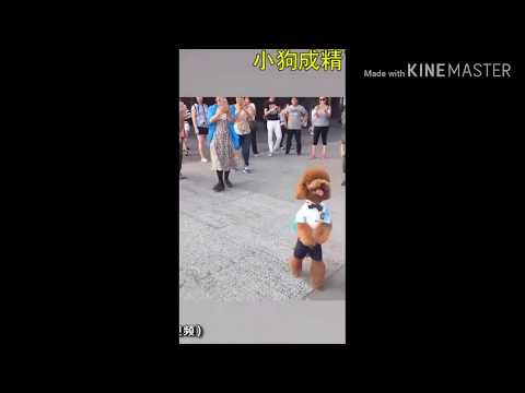 #dog#funny#madu dan racun