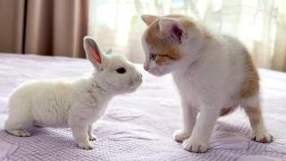 思わずニヤけてしまう癒し可愛い動物まとめ