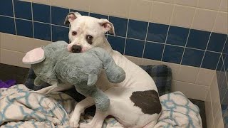 Собака крепко сжимал любимую игрушку и ждала усыпления, но произошло чудо