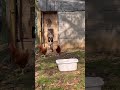 Unfortunately, chicken wire was designed to keep chickens in, and not keep predators out.
