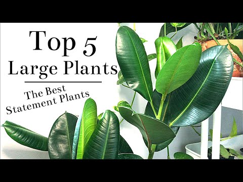 Top 5 Large Floor Plants