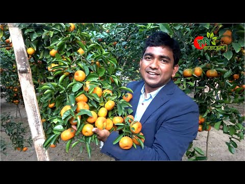 চাইনিজ কমলা- বিস্ময়কর ফলন ৩.৫ বছরের এক একটা গাছে ২ মণ কমলা -পার্ট-০৩