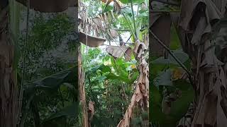 Download lagu pikat burung remetuk laut siur di pesisir laut mp3 Download lagu pikat burung remetuk laut siur di pesisir laut mp3