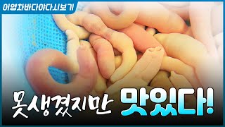 쫄깃 쫄깃한 식감, 바다의 영양 덩어리 개불!!! 삼겹살에 같이 구워 먹어도 맛있다! #개불 #두루치기
