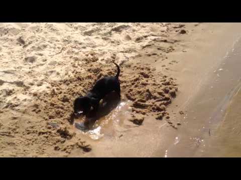 Mitzi on the Beach 3