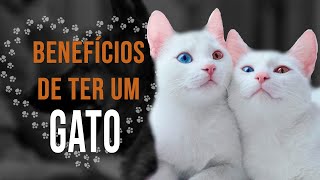BENEFÍCIOS de ter um GATO! - TOP 10 + Extra