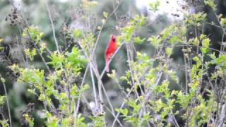 Cardinal Singing
