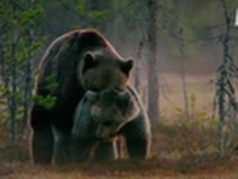 Viking Wilderness - Bears Brawl and Mate