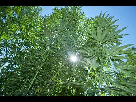 Giornata mondiale del suolo: benvenuti in una casa di canapa