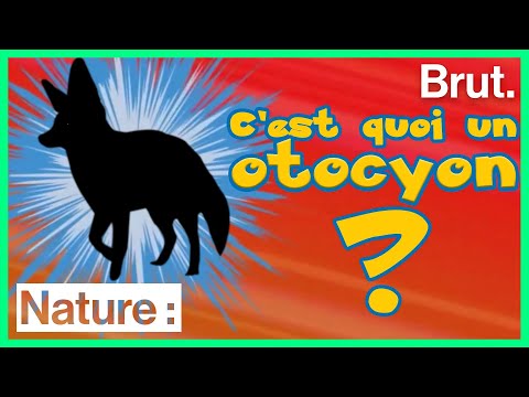 L'otocyon, croisement d'un fennec et d'un renard ?