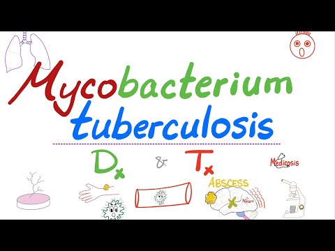 Mycobacterium tuberculosis (TB) — Diagnosis and Treatment — Microbiology 🧫