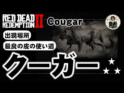 園芸 白い縞模様のダッチパイプ、ウマノスズクサ