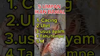 Download lagu 5 umpan  ikan Bawal jitu mp3