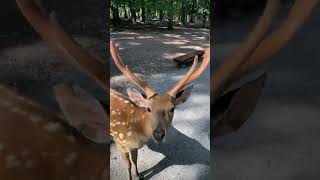 I Found a REAL Reindeer on Christmas Eve! 🦌 (MAGICAL Encounter) | Wildlife Adventure