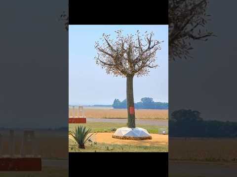 PEROLÂNDIA / GOIÁS