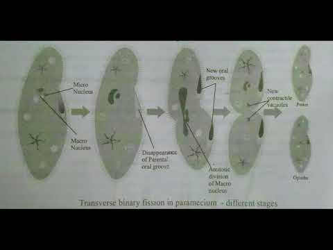Inter 2nd year SYNAPTIC TRANSMISSION ZOOLOGY