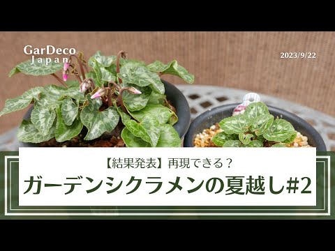 丈夫なシクラメン:春の予感