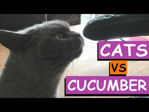 CAT REACTION TO CUCUMBER TRY NOT TO LAUGH: Cats vs Cucumber [2020]